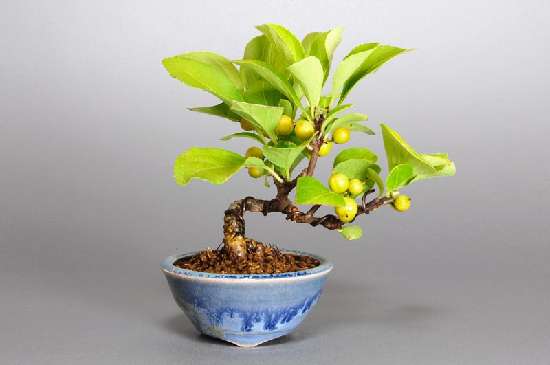 ツルウメモドキ-Z（つるうめもどき・蔓梅擬）実もの盆栽の販売と育て方・作り方・Celastrus orbiculatus bonsai