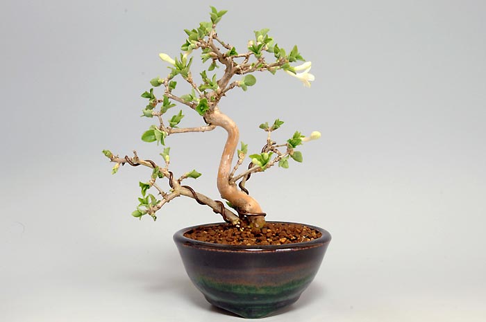 ウグイスカグラF（うぐいすかぐら・鶯神楽）実もの盆栽の販売と育て方・作り方・Lonicera gracilipes bonsai