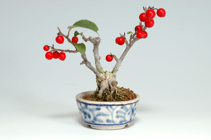 ウメモドキ-A（うめもどき・梅擬）実もの盆栽の販売と育て方・作り方・Ilex serrata bonsai