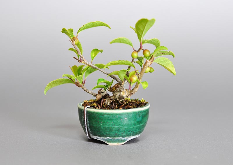 ウメモドキA1（うめもどき・梅擬）実もの盆栽の販売と育て方・作り方・Ilex serrata bonsai
