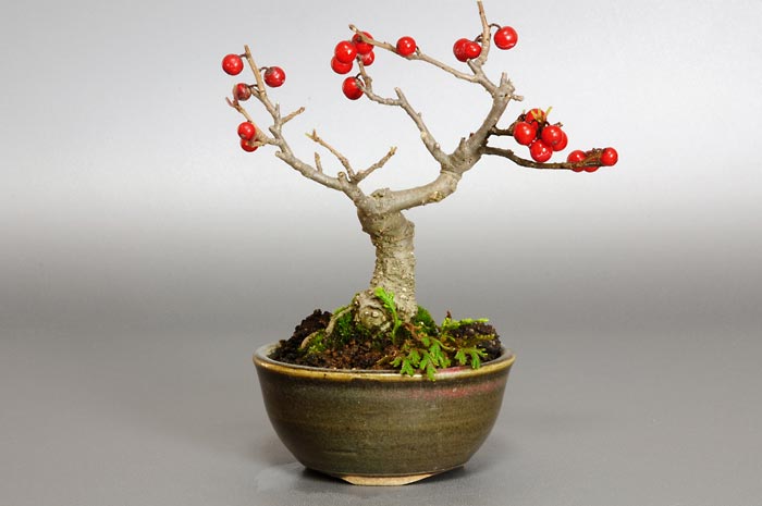 ウメモドキ-B1（うめもどき・梅擬）実もの盆栽の販売と育て方・作り方・Ilex serrata bonsai