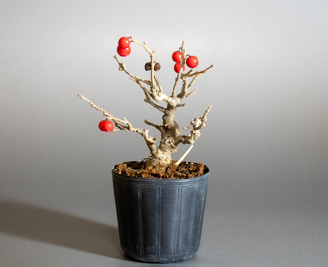 ウメモドキ-F2（うめもどき・梅擬）実もの盆栽の販売と育て方・作り方・Ilex serrata bonsai