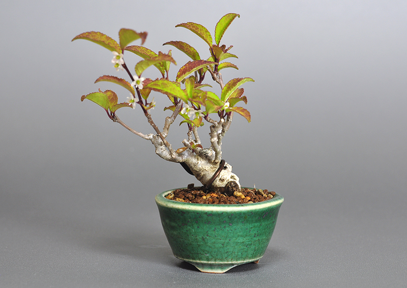 ウメモドキ-L1-1（うめもどき・梅擬）豆盆栽の販売と育て方・作り方・Ilex serrata bonsai photo
