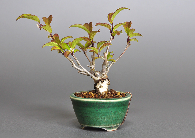 ウメモドキ-L1-1（うめもどき・梅擬）実もの盆栽を右側から見た景色・Ilex serrata bonsai photo