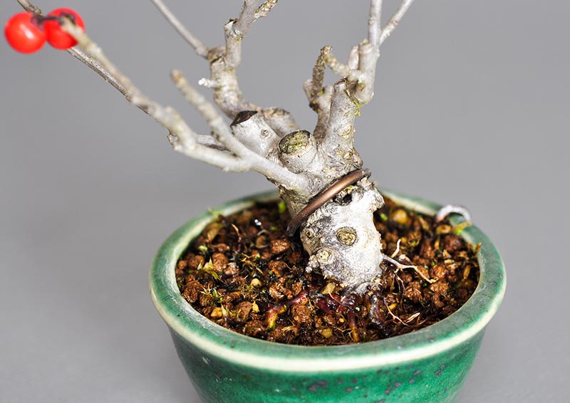 ウメモドキ-L1（うめもどき・梅擬）実もの盆栽の足元を見た景色・Ilex serrata bonsai photo