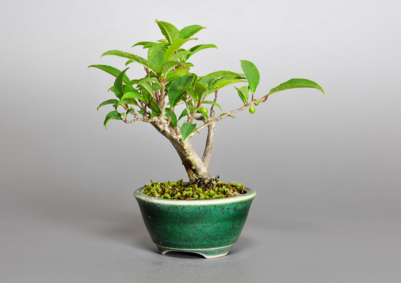 ウメモドキ-N1（うめもどき・梅擬）実もの盆栽を右側から見た景色・Ilex serrata bonsai photo
