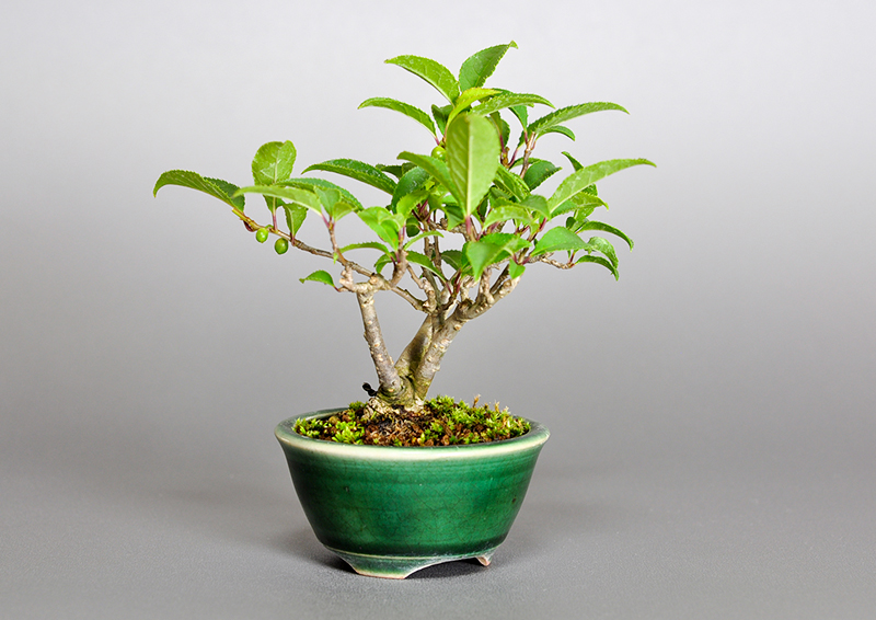 ウメモドキ-N1（うめもどき・梅擬）実もの盆栽を左側から見た景色・Ilex serrata bonsai photo