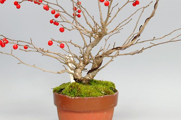 ミニ盆栽・ウメモドキ-W-1（うめもどき・梅擬）実もの盆栽を拡大して見た景色・Ilex serrata bonsai