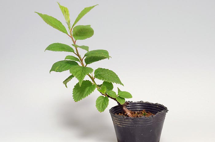 ユスラウメ-A（ゆすらうめ・山桜桃）実もの盆栽の販売と育て方・作り方・Prunus tomentosa bonsai