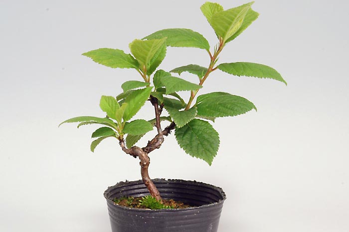 ユスラウメE（ゆすらうめ・山桜桃）実もの盆栽の販売と育て方・作り方・Prunus tomentosa bonsai bonsai