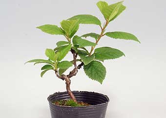 ユスラウメ-E（ゆすらうめ・山桜桃）盆栽の樹作りの参考樹形・Prunus tomentosa Best bonsai