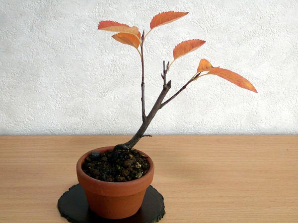 ザイフリボク-A（ざいふりぼく・采振り木）実もの盆栽の販売と育て方・作り方・Amelanchier asiatica bonsai