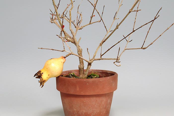 ザクロ盆栽（ざくろ・柘榴）ミニ盆栽の今と過去の成長記録と育て方・手入れ・剪定・植え替え・Punica granatum bonsai photo