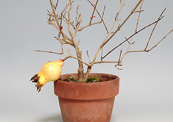 ザクロ-C（ざくろ・柘榴）盆栽の樹作りの参考樹形・Punica granatum Best bonsai