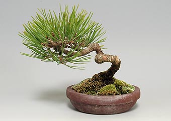 アカマツ-L（あかまつ・赤松）盆栽の樹作りの参考樹形・Pinus densiflora Best bonsai