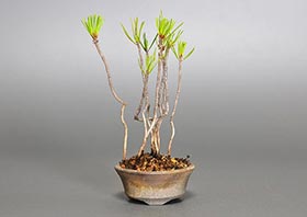 アカマツO（あかまつ・赤松）松柏盆栽の成長記録-1・Pinus densiflora bonsai