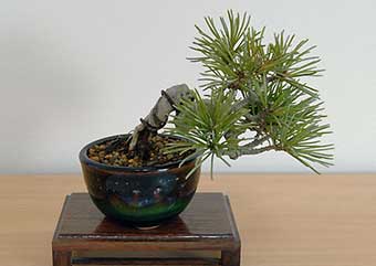 ゴヨウマツH（ごようまつ・五葉松）松柏盆栽の成長記録-1・Pinus parviflora bonsai