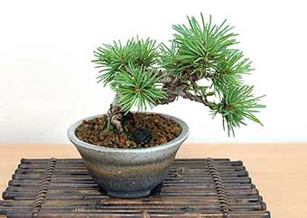 ゴヨウマツ-J（ごようまつ・五葉松）盆栽の樹作りの参考樹形・Pinus densiflora Best bonsai
