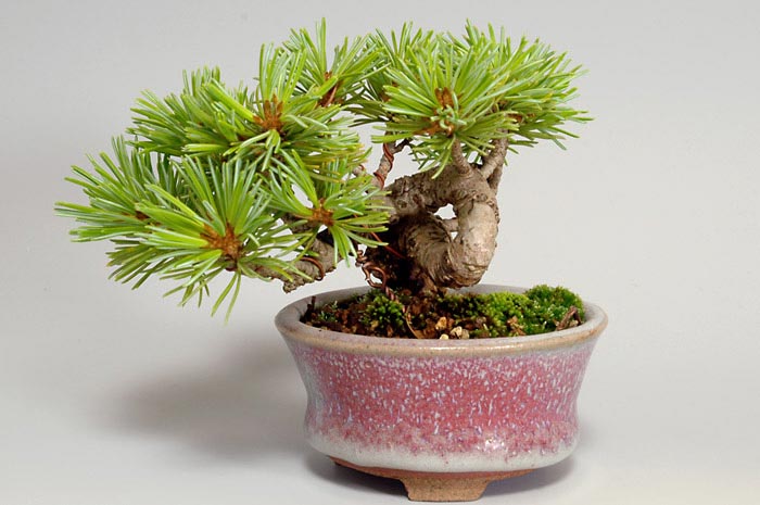 ゴヨウマツL（ごようまつ・五葉松）松柏盆栽の販売と育て方・作り方・Pinus parviflora bonsai