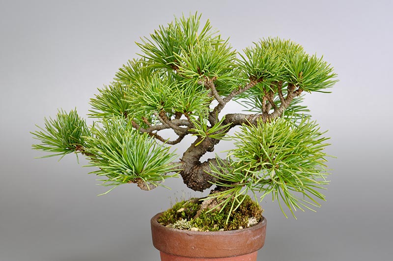 ゴヨウマツN-1（ごようまつ・五葉松）ミニ盆栽の販売と育て方・作り方・Pinus parviflora bonsai photo