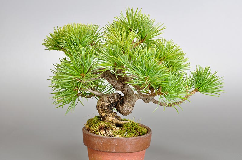 ゴヨウマツN-1（ごようまつ・五葉松）ミニ盆栽を裏側から見た景色・Pinus parviflora bonsai photo