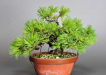 ゴヨウマツ-N（ごようまつ・五葉松）盆栽の樹作りの参考樹形・Pinus densiflora Best bonsai