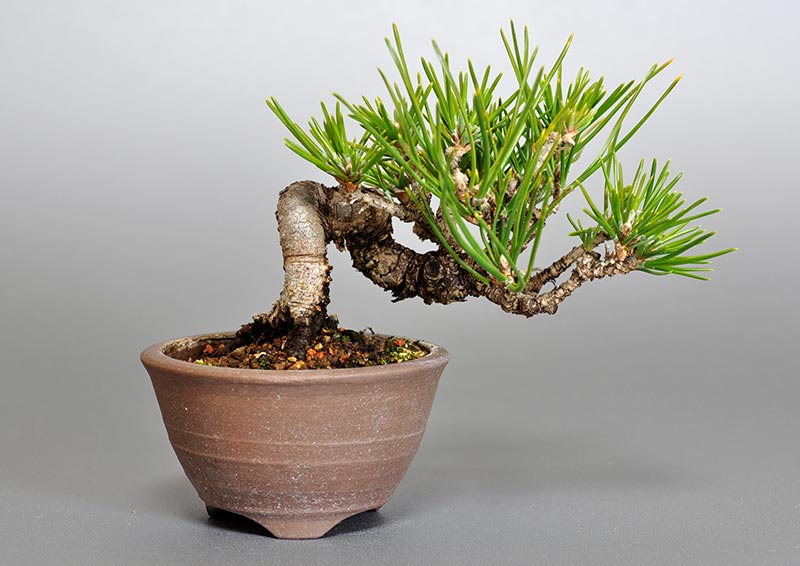 クロマツ-H1（くろまつ・黒松）松柏盆栽の販売と育て方・作り方・Pinus thunbergii bonsai