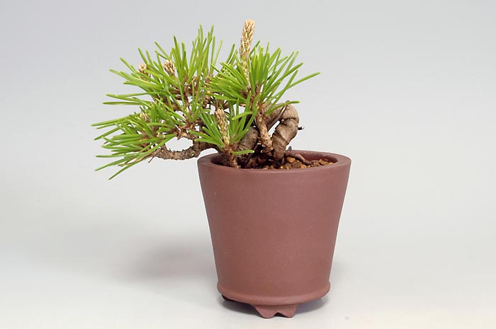 クロマツ-I（くろまつ・黒松）松柏盆栽の販売と育て方・作り方・Pinus thunbergii bonsai
