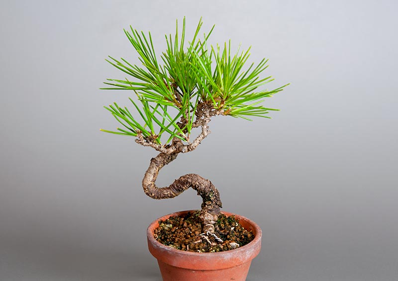 クロマツ-I1（くろまつ・黒松）松柏盆栽の販売と育て方・作り方・Pinus thunbergii bonsai
