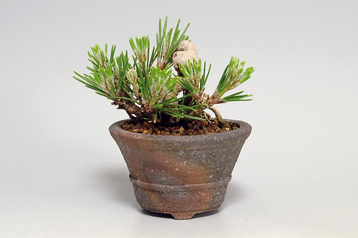 クロマツ-R（くろまつ・黒松）松柏盆栽の販売と育て方・作り方・Pinus thunbergii bonsai