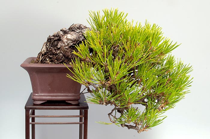 クロマツ-W（くろまつ・黒松）松柏盆栽の販売と育て方・作り方・Pinus thunbergii bonsai