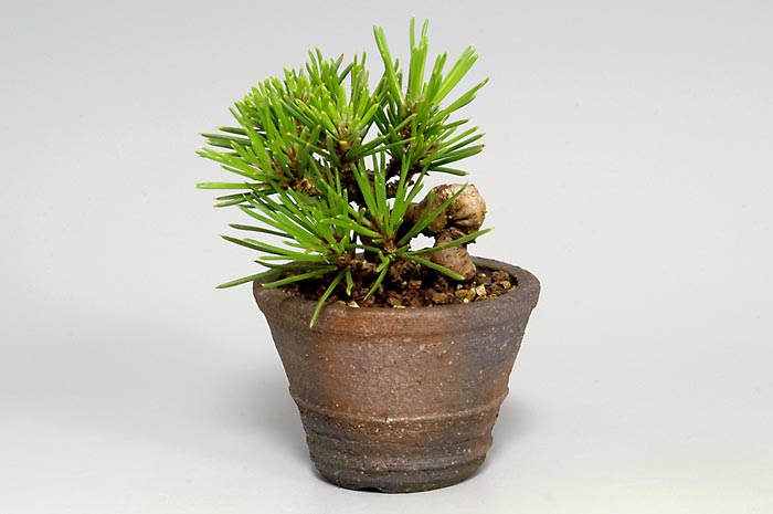 クロマツX（くろまつ・黒松）松柏盆栽の販売と育て方・作り方・Pinus thunbergii bonsai