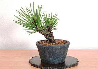 ニシキマツ-C（にしきまつ・錦松）盆栽の樹作りの参考樹形・Pinus thunbergii Nishikimatsu Best bonsai