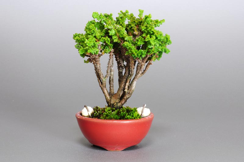 セッカヒノキ盆栽（せっかひのき・石化檜）ミニ盆栽の今と過去の成長記録と育て方・手入れ・剪定・植え替え・Chamaecyparis obtusa bonsai photo