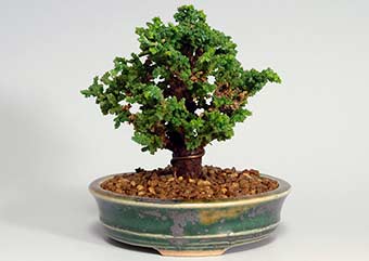 セッカヒノキ-I（せっかひのき・石化檜）盆栽の樹作りの参考樹形・Chamaecyparis obtusa Best bonsai