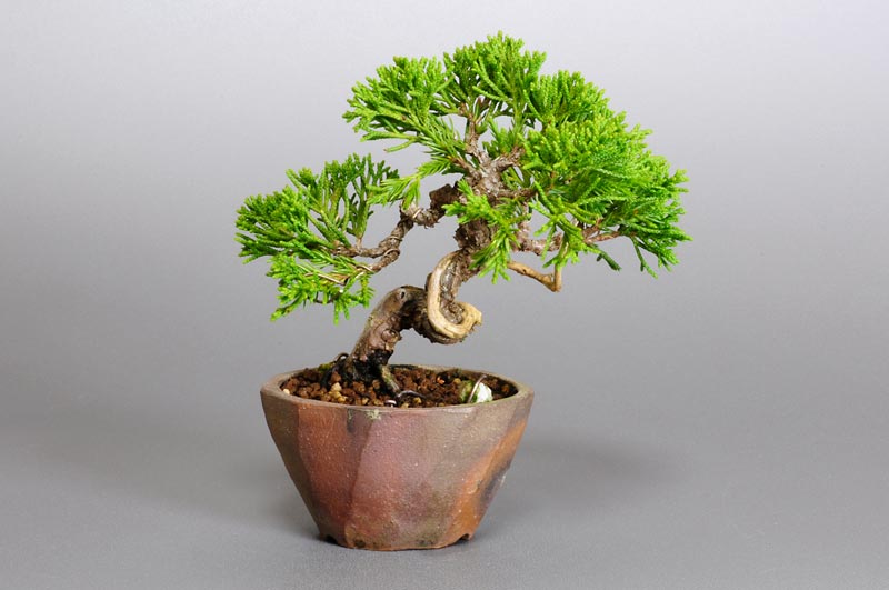 シンパク-G1（しんぱく・真柏）松柏盆栽の販売と育て方・作り方・Juniperus chinensis bonsai