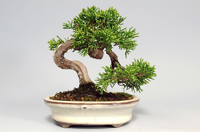 シンパク-H（しんぱく・真柏）松柏盆栽を裏側から見た景色・Juniperus chinensis bonsai
