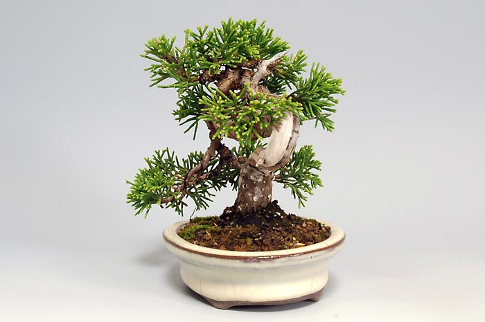シンパク-H（しんぱく・真柏）松柏盆栽を右側から見た景色・Juniperus chinensis bonsai