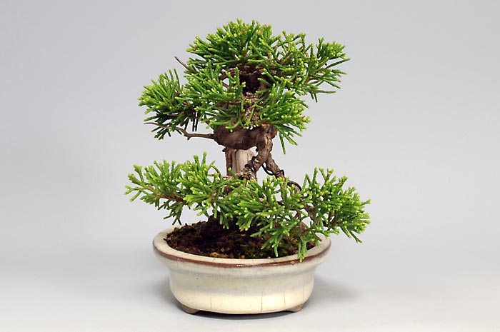 シンパク-H（しんぱく・真柏）松柏盆栽を左側から見た景色・Juniperus chinensis bonsai