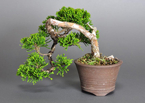 シンパク-H1（しんぱく・真柏）松柏盆栽の成長記録-1・Juniperus chinensis bonsai