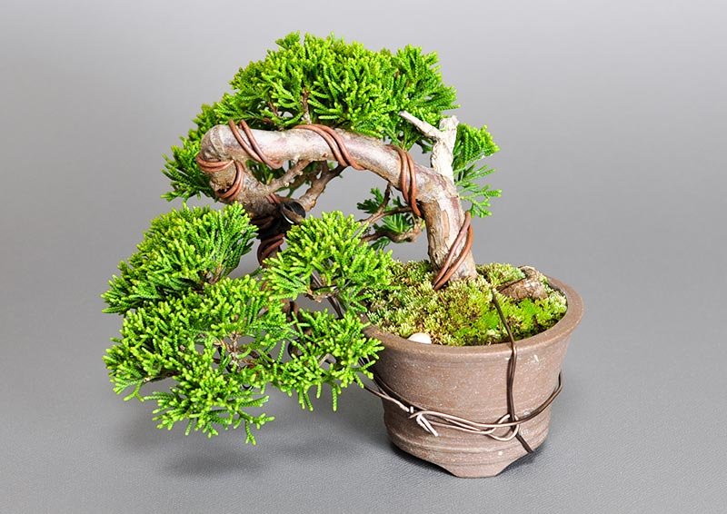 シンパク-H1（しんぱく・真柏）松柏盆栽を別側から見た景色・Juniperus chinensis bonsai