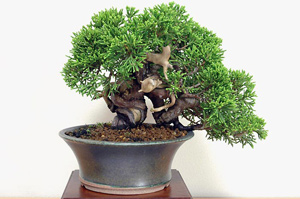 シンパク-I（しんぱく・真柏）松柏盆栽の成長記録-2・Juniperus chinensis bonsai