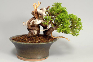 シンパク-I（しんぱく・真柏）盆栽の樹作りの参考樹形・Juniperus chinensis Best bonsai