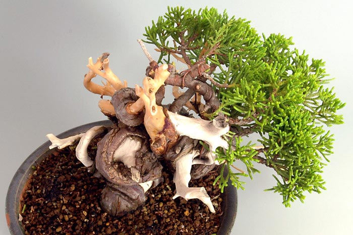 シンパク-I（しんぱく・真柏）松柏盆栽を右上側から見た景色・Juniperus chinensis bonsai