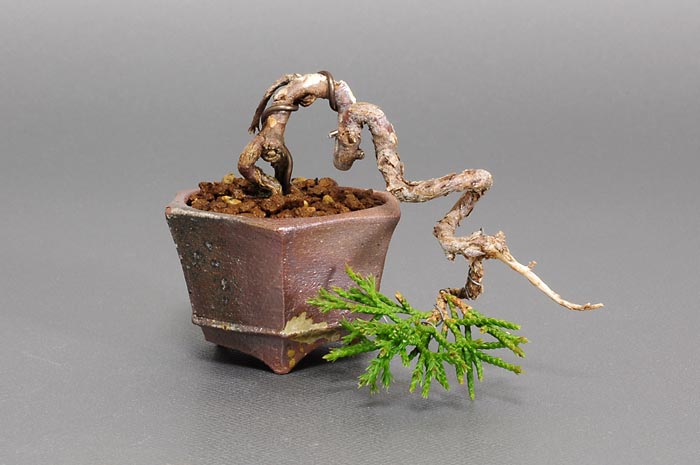 シンパク-J（しんぱく・真柏）松柏盆栽の販売と育て方・作り方・Juniperus chinensis bonsai