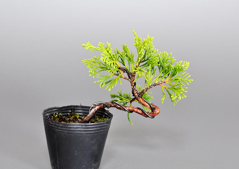 シンパク-M1（しんぱく・真柏）松柏盆栽の販売と育て方・作り方・Juniperus chinensis bonsai