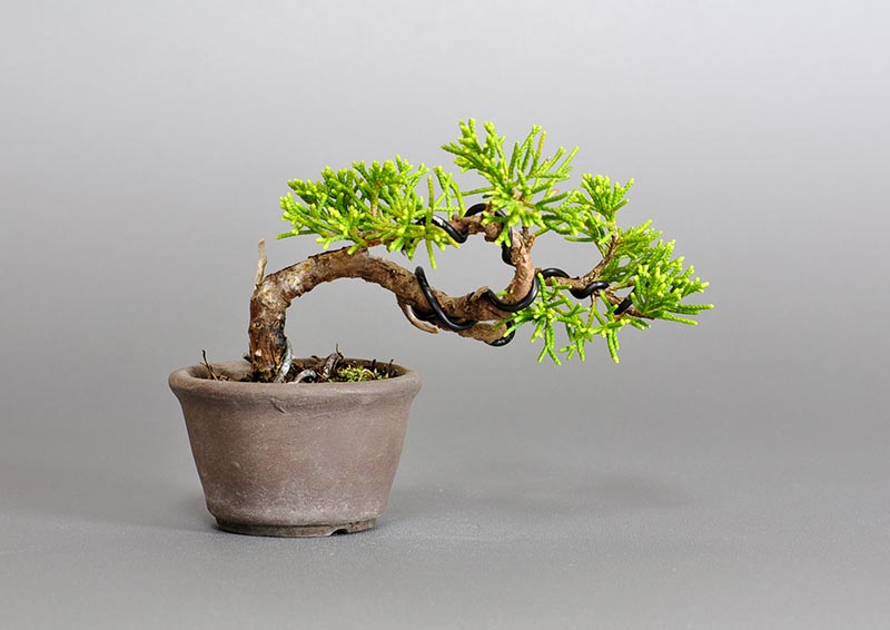 シンパク-P1（しんぱく・真柏）松柏盆栽の販売と育て方・作り方・Juniperus chinensis bonsai