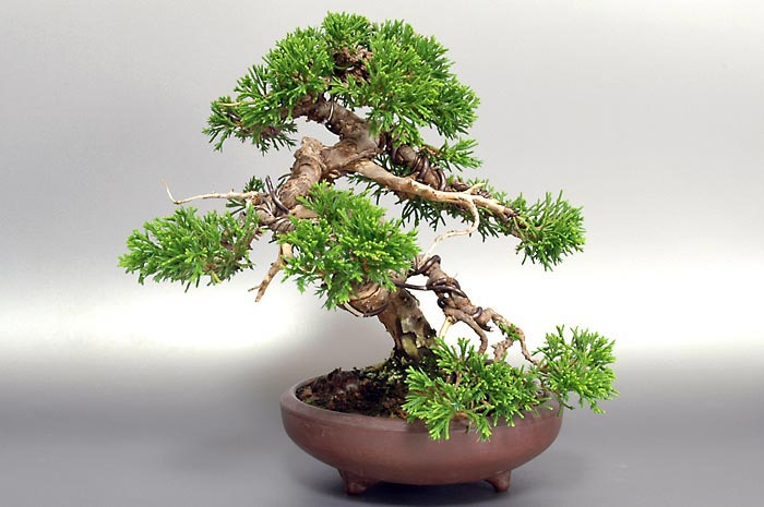 シンパク-Q（しんぱく・真柏）松柏盆栽を裏側から見た景色・Juniperus chinensis bonsai