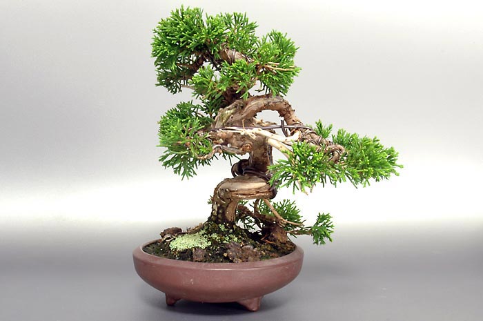シンパク-Q（しんぱく・真柏）松柏盆栽を右側から見た景色・Juniperus chinensis bonsai