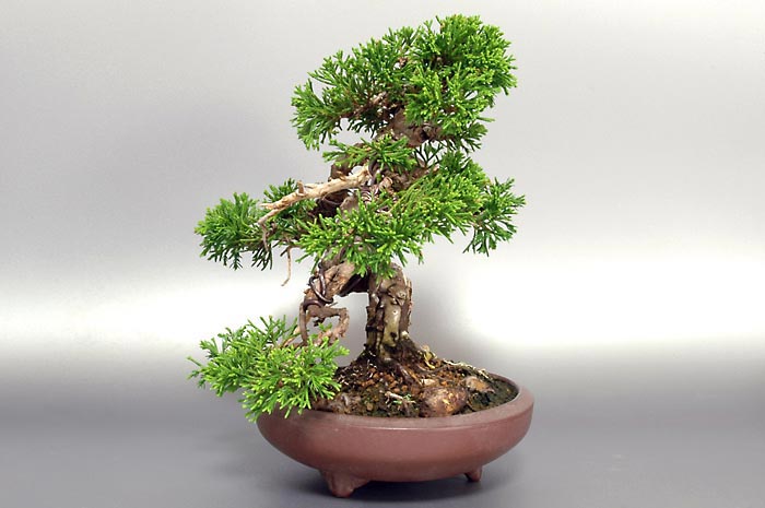シンパク-Q（しんぱく・真柏）松柏盆栽を左側から見た景色・Juniperus chinensis bonsai